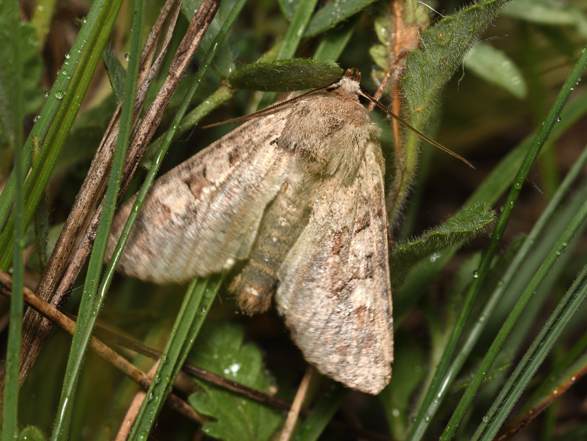 Apamea sordens - kalászrágó dudvabagoly Apamea sordens - kalászrágó dudvabagoly