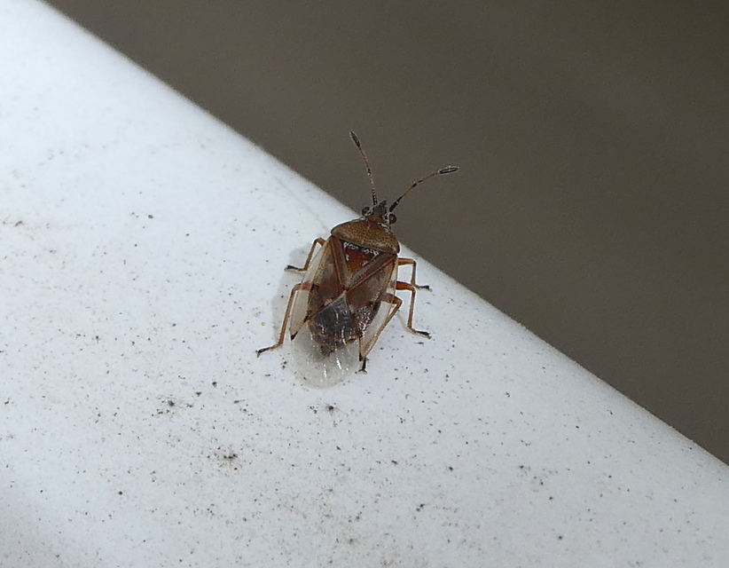 Kleidocerys resedae - nyírbodobács