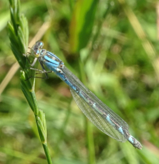 Enallagma cyathigerum - kéksávos légivadász