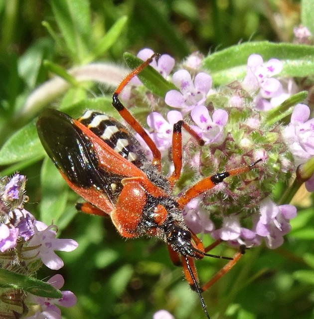 Rhynocoris iracundus - közönséges gyilkospoloska