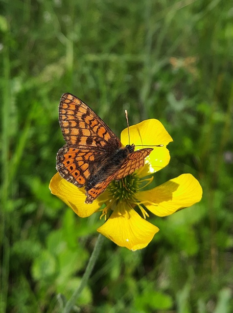 Euphydryas aurinia - lápi tarkalepke