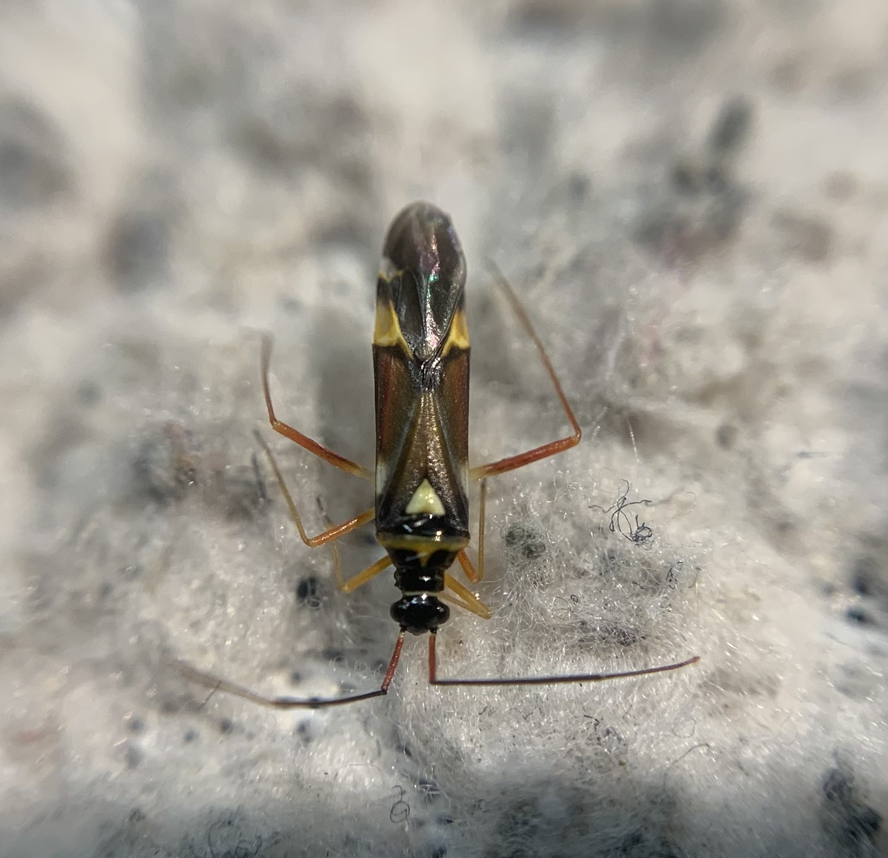 Cyllecoris histrionius - vörössávos mezeipoloska