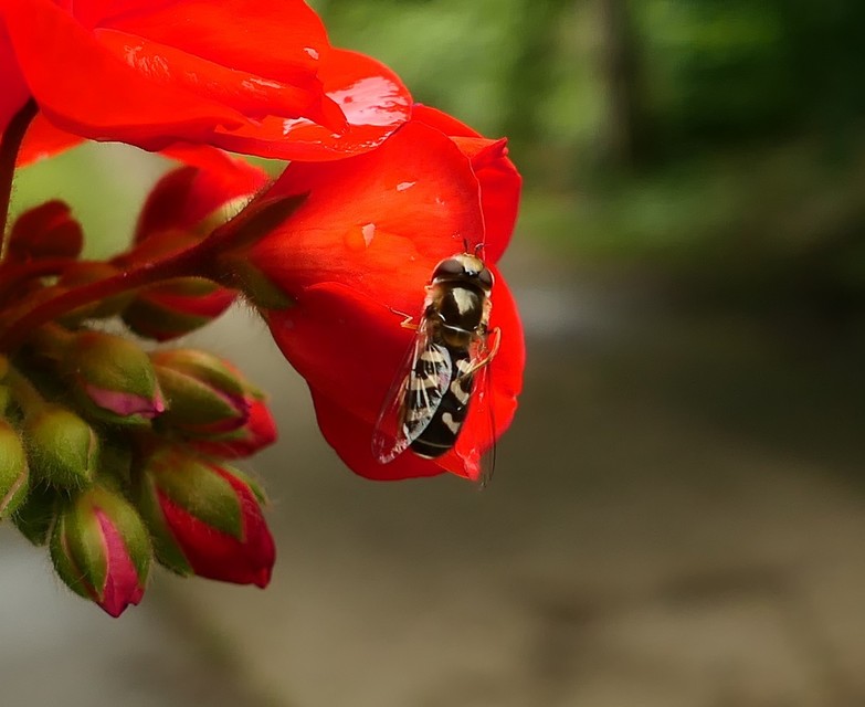 Scaeva pyrastri - gyakori nagyhomlokúlégy