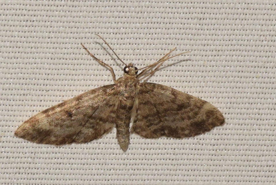Eupithecia tantillaria - feketegyűrűs törpearaszoló