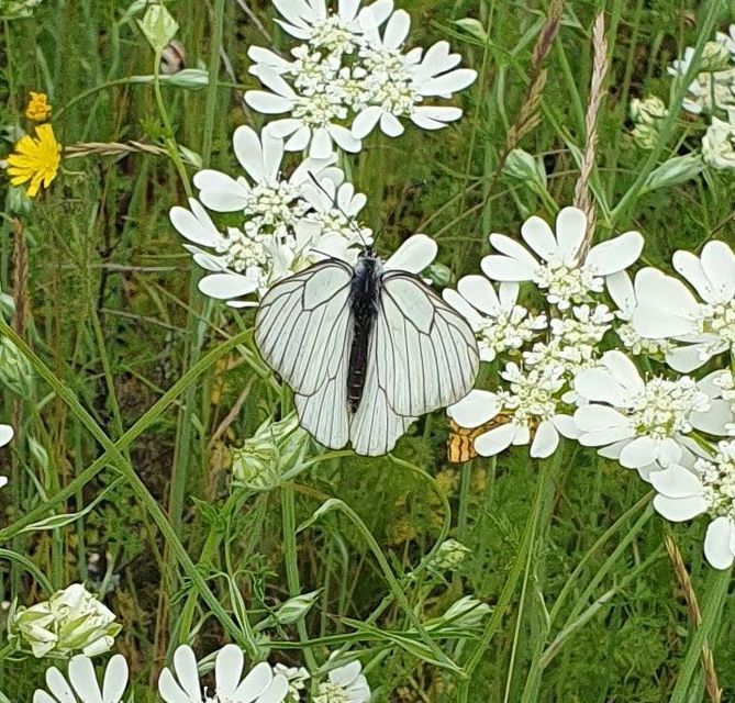 Aporia crataegi - galagonyalepke