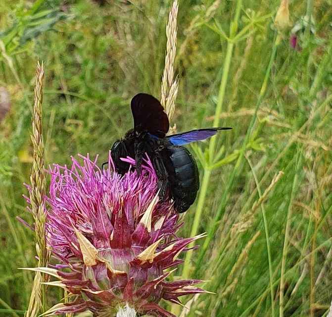 Xylocopa valga - gyakori fadongó