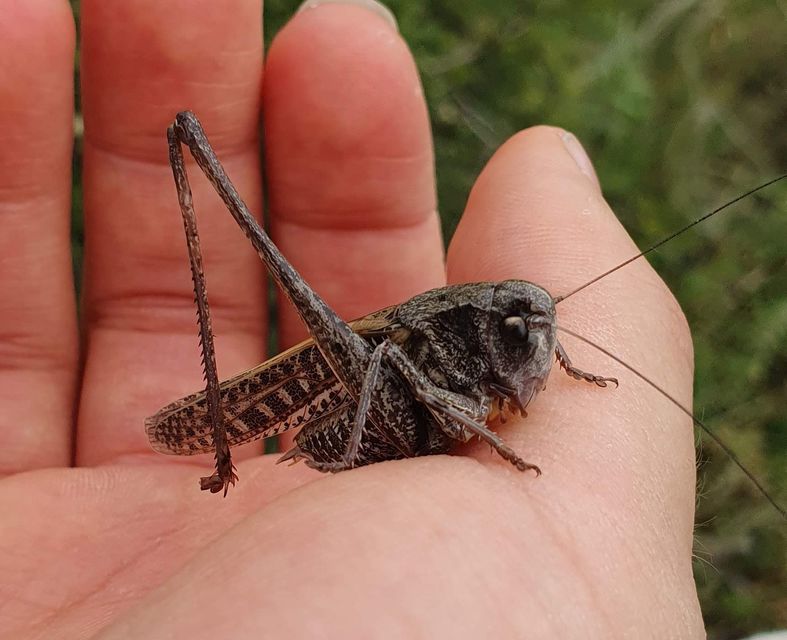 Decticus verrucivorus - szemölcsevő szöcske