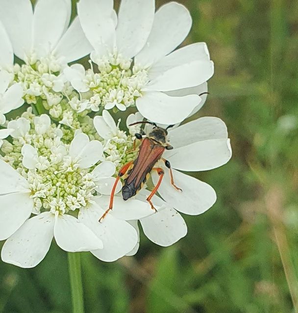 Stenopterus rufus - tarkacsápú keskenyfedőscincér