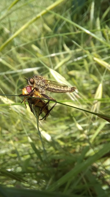 Dysmachus