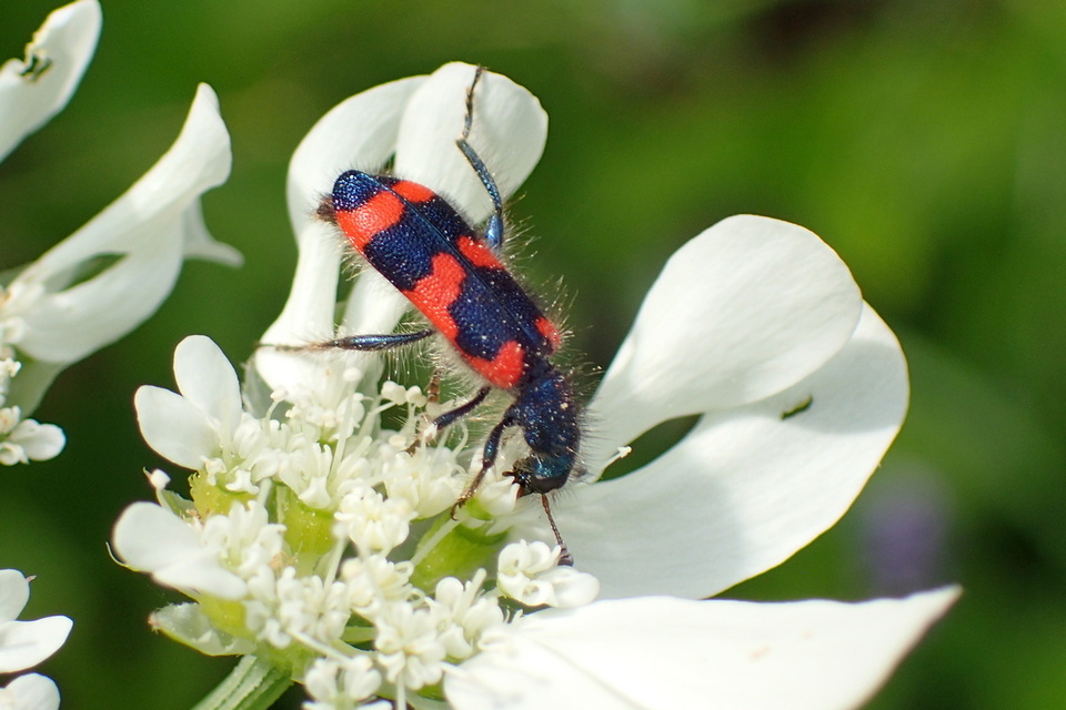 Trichodes favarius - hatfoltos méhészbogár