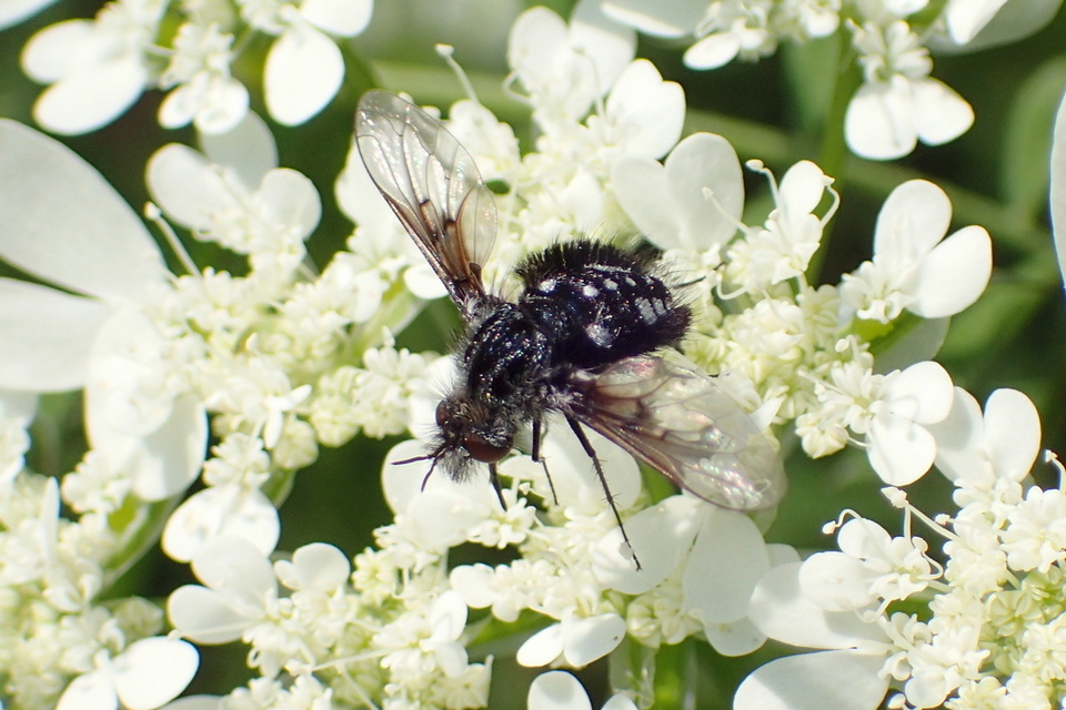 Bombylella atra - ezüstpettyes pöszörlégy