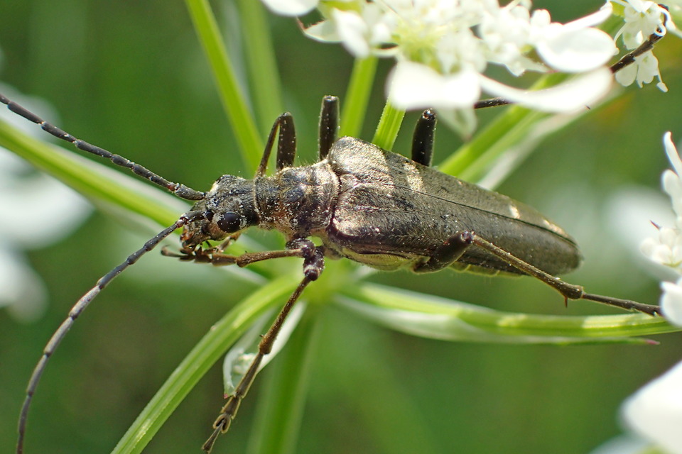 Stenocorus meridianus - fűz-gyökércincér