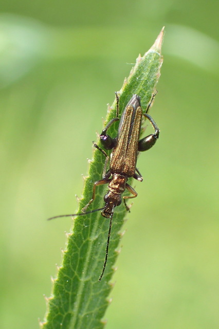 Oedemera flavipes - sárgalábú álcincér Oedemera flavipes - sárgalábú álcincér