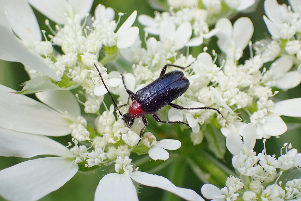 Dinoptera collaris - vörösnyakú virágcincér