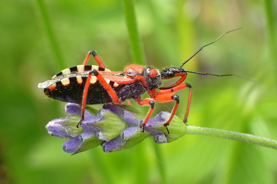 Rhynocoris iracundus - közönséges gyilkospoloska
