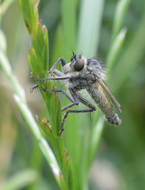 Dysmachus