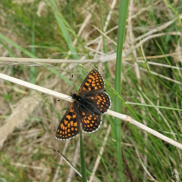 Melitaea aurelia - recés tarkalepke