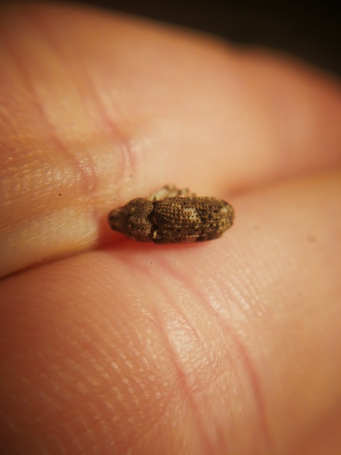 Gasterocercus depressirostris - laposorrú ormányos