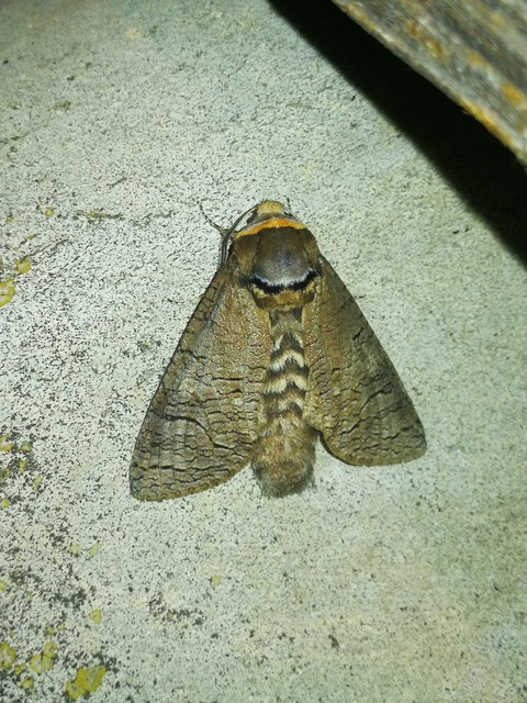Cossus cossus - fűzfarontólepke