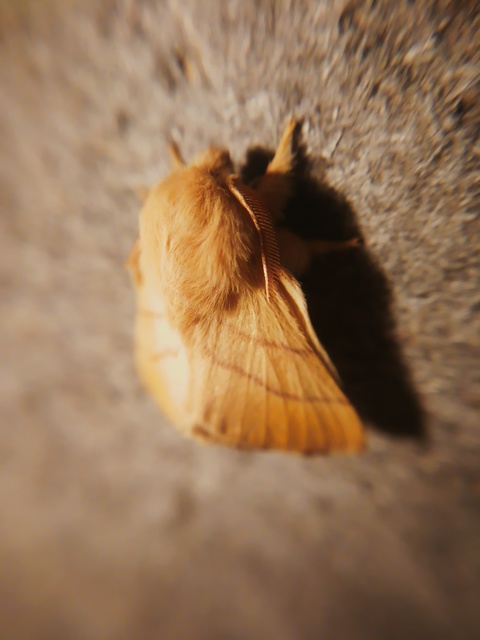 Malacosoma neustria - gyűrűsszövő
