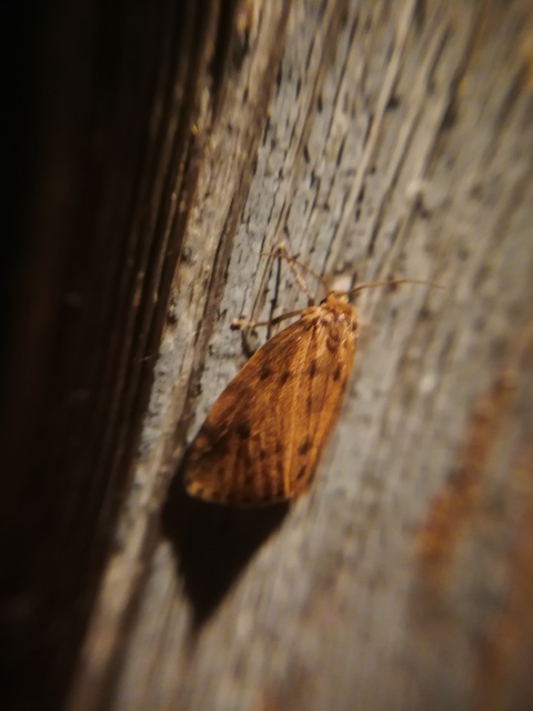 Thumata senex - mocsári medvelepke