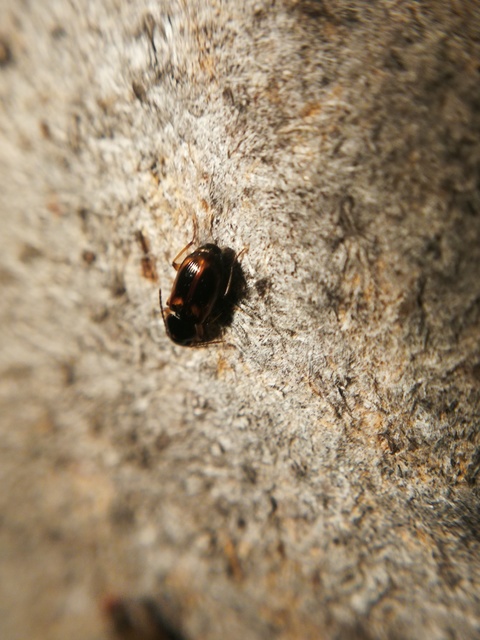 Acupalpus maculatus - vállfoltos törpefutonc