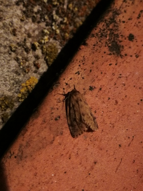 Thumata senex - mocsári medvelepke