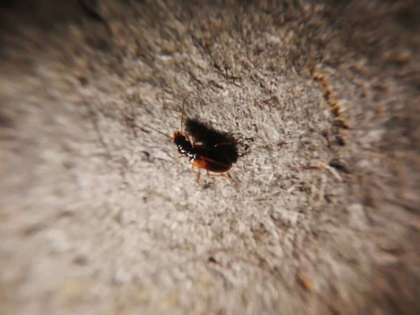 Anthracus consputus - nyerges kisdedfutó