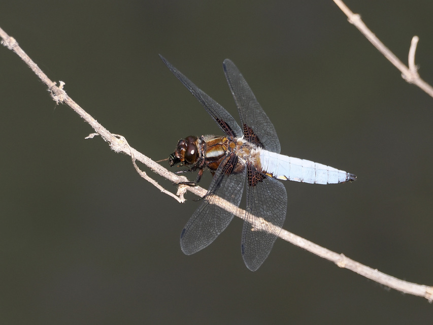 Libellula depressa - széles laposacsa