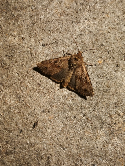 Apterogenum ypsillon - ipszilon-erdeibagoly