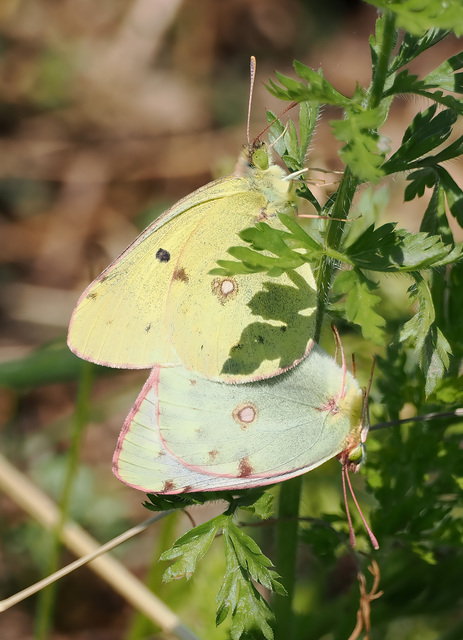 Colias erate - csángó-kéneslepke
