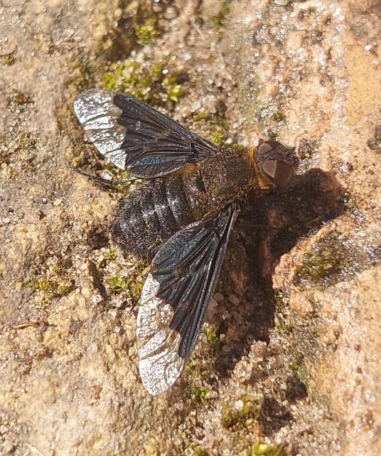 Hemipenthes morio - közönséges gyászlégy