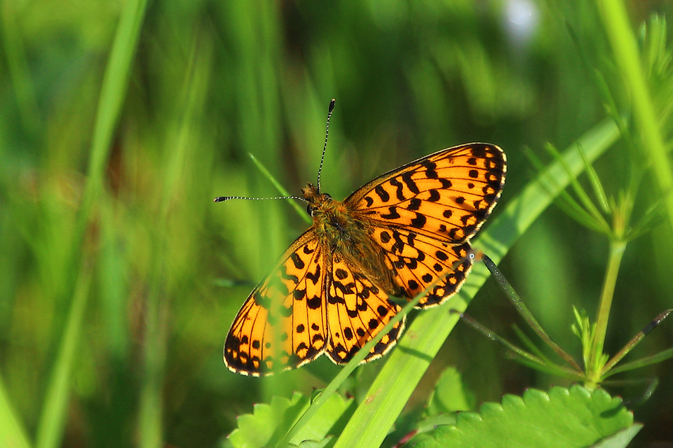 Boloria selene - fakó gyöngyházlepke