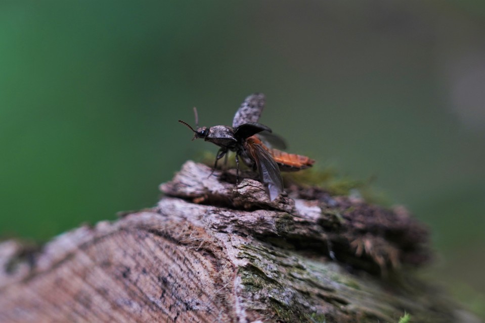 Agrypnus murinus - egérszínű pikkelyespattanó