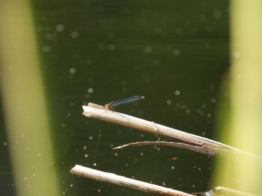 Erythromma najas - nagy pirosszemű-légivadász