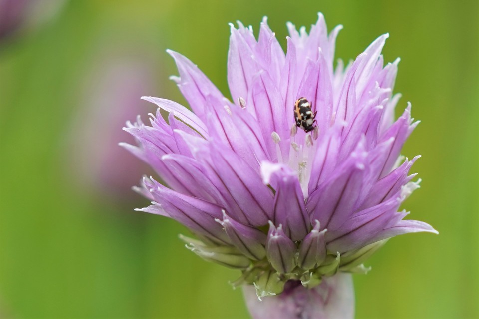 Anthrenus scrophulariae - nagy múzeumbogár