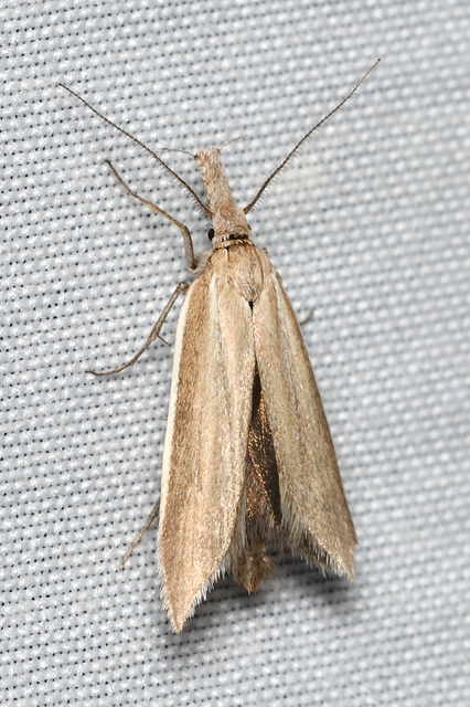 Pleurota