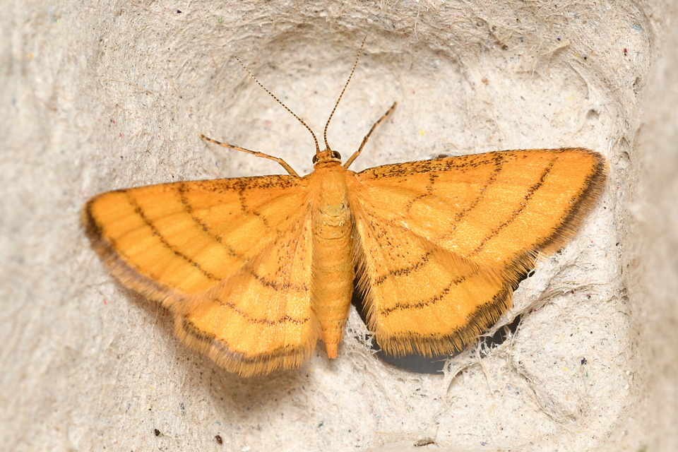 Idaea aureolaria - aranyos sávosaraszoló