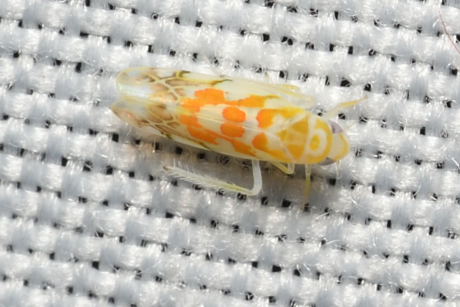 Typhlocyba quercus