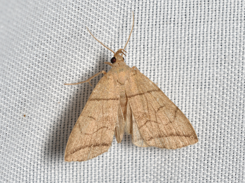 Herminia grisealis - ligeti karcsúbagoly