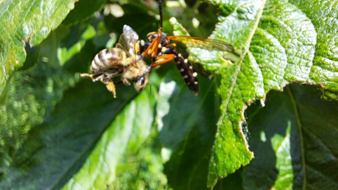 Molobratia teutonus