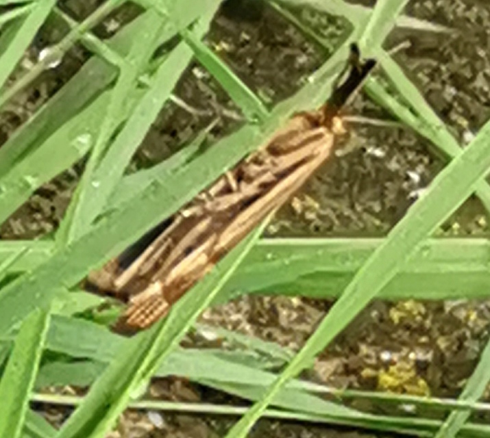 Chrysocrambus linetella - déli fűgyökérmoly