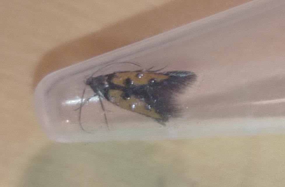 Chrysoclista linneella - pompás lándzsásmoly
