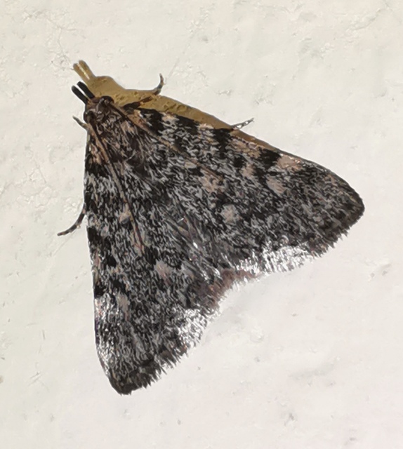 Aglossa pinguinalis - zsiradékmoly