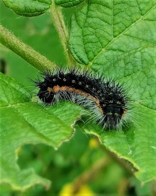 Saturnia pavoniella/pavonia
