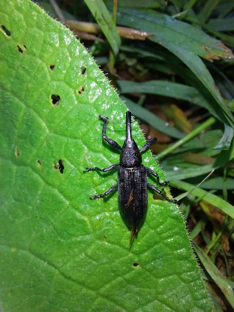 Lixus iridis - bürökfúró dudvabarkó