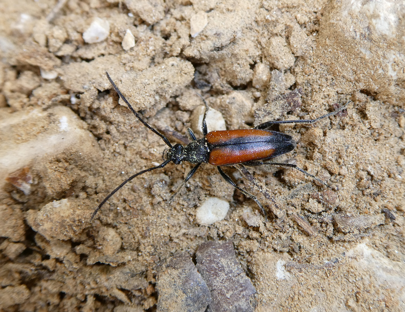 Stenurella melanura - feketevégű karcsúcincér