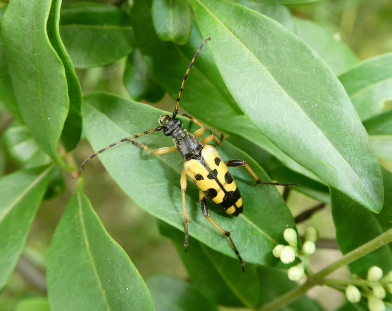 Rutpela maculata - tarkacsápú karcsúcincér