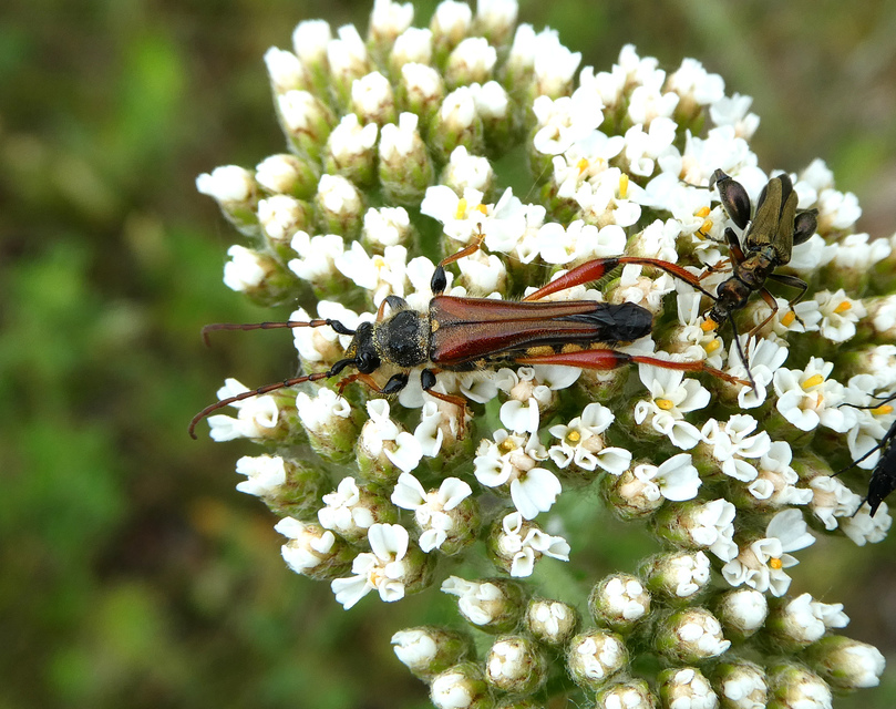 Stenopterus rufus - tarkacsápú keskenyfedőscincér
