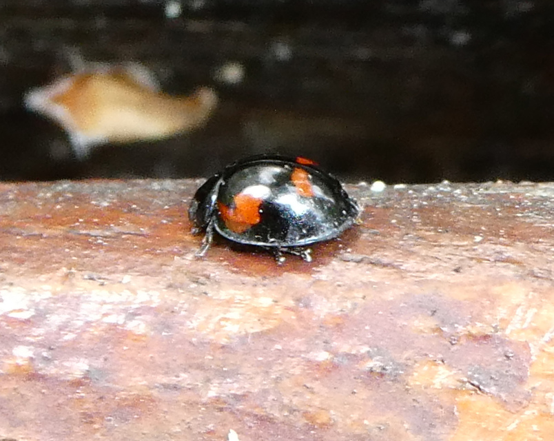 Exochomus quadripustulatus - négyfoltos szerecsenkata